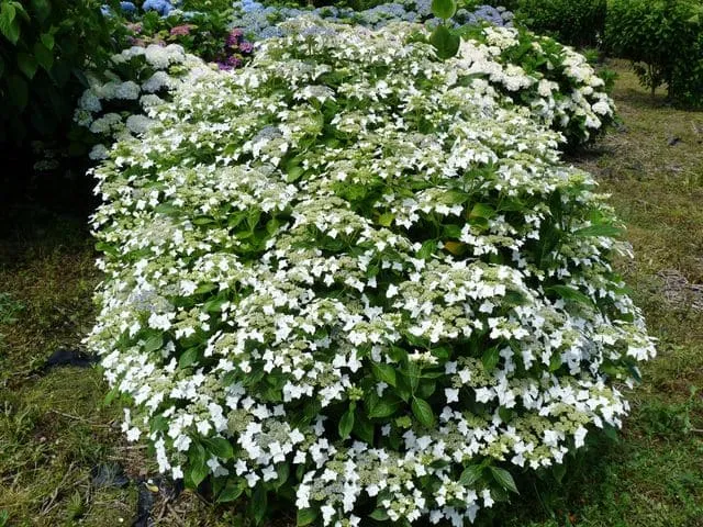 Les Hortensias du Haut Bois Lanarth White hortensia godet