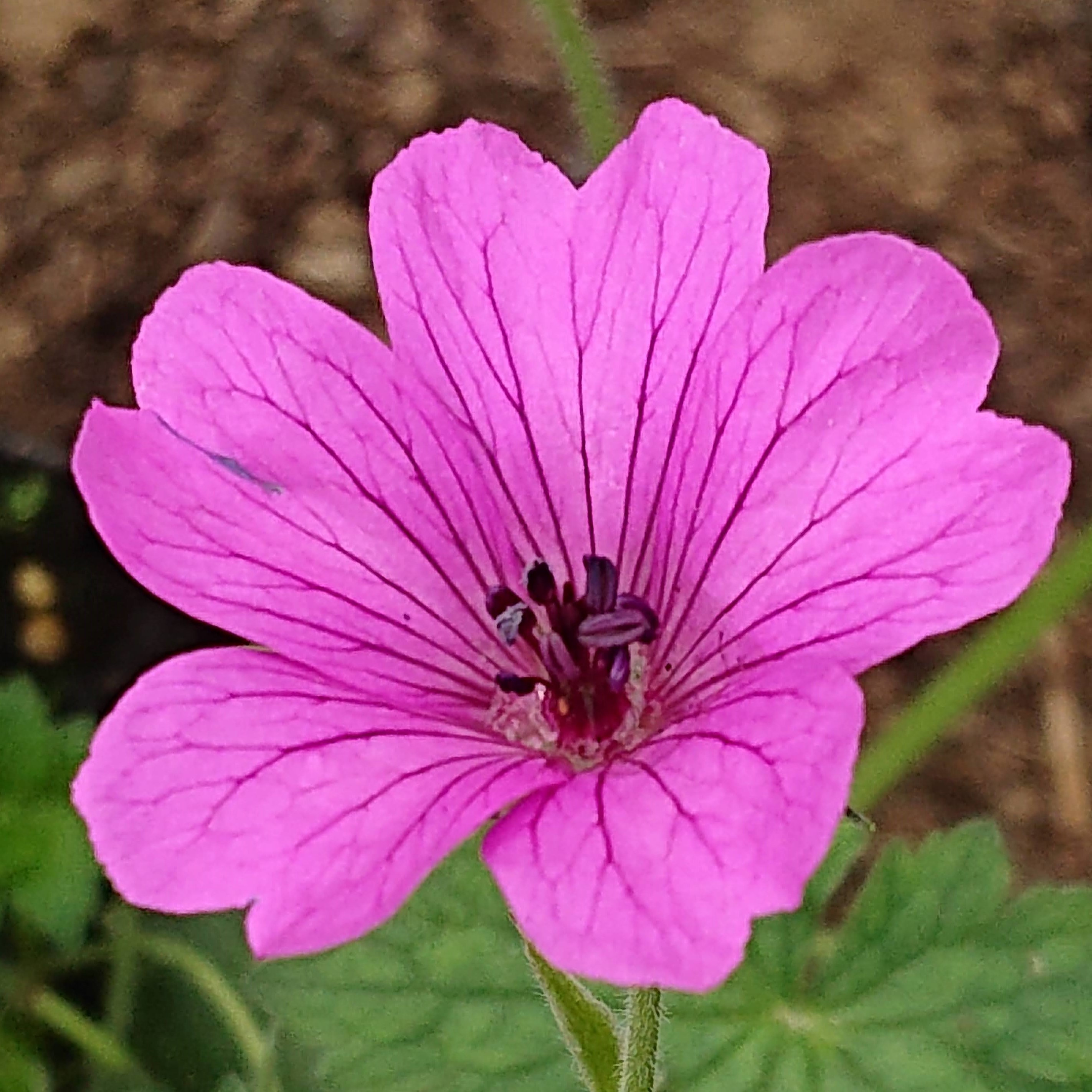 Passion Vivaces Geranium Elworthy Eyecatcher géranium godet rose