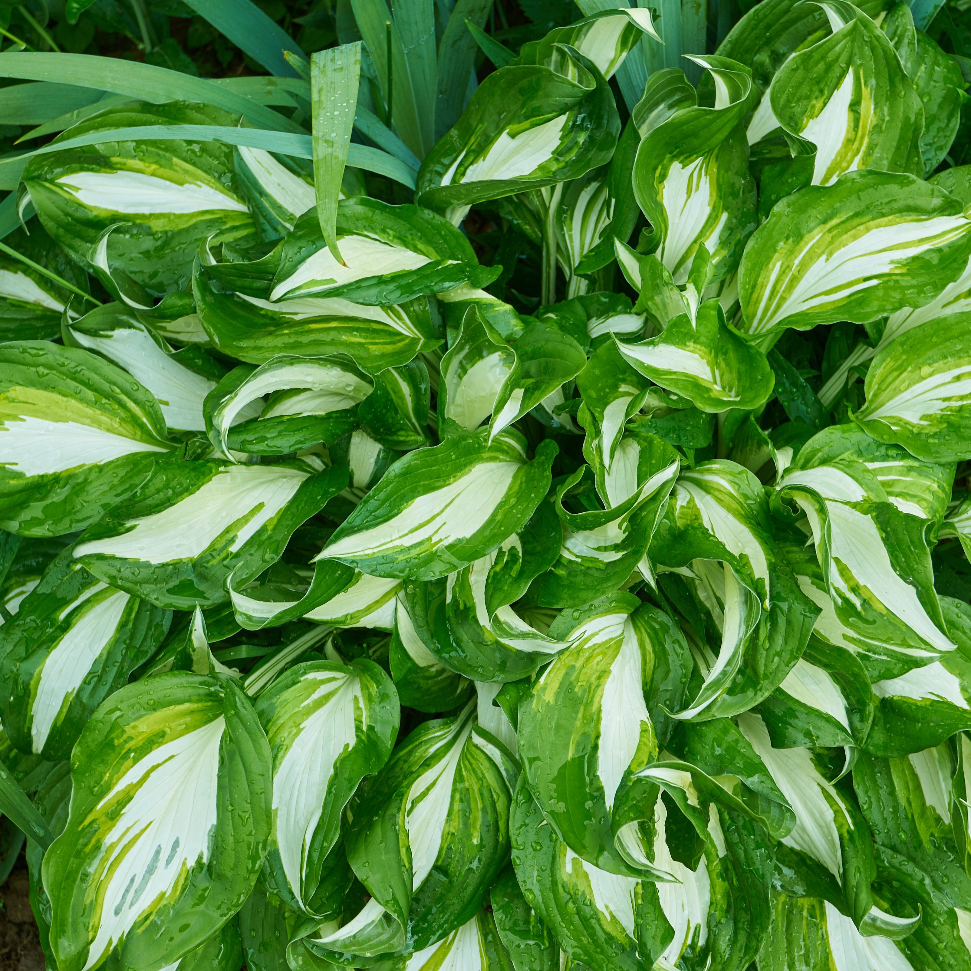 Bakker Plantes vivaces Hosta Mediovariegata vivace ombre 9cm