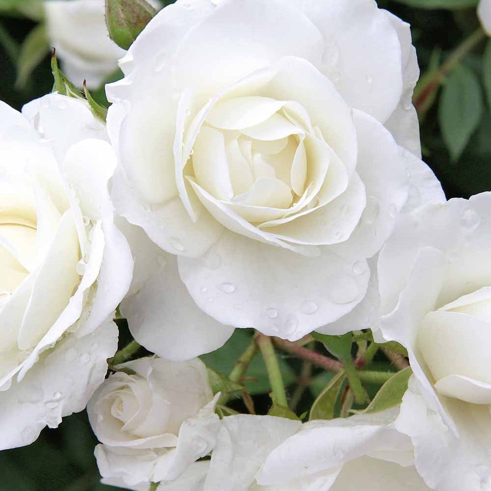 Bakker Rosiers Iceberg rosier blanc pot 3L floraison continue