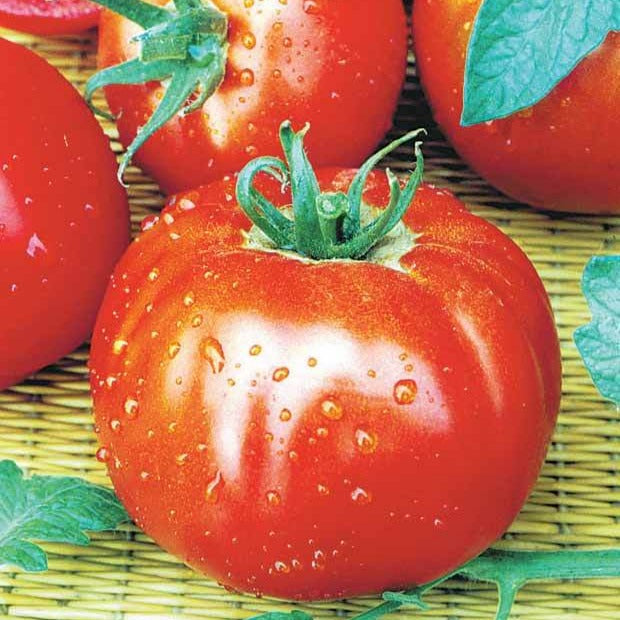 Bakker Collection 7 sachets graines potager tomates radis