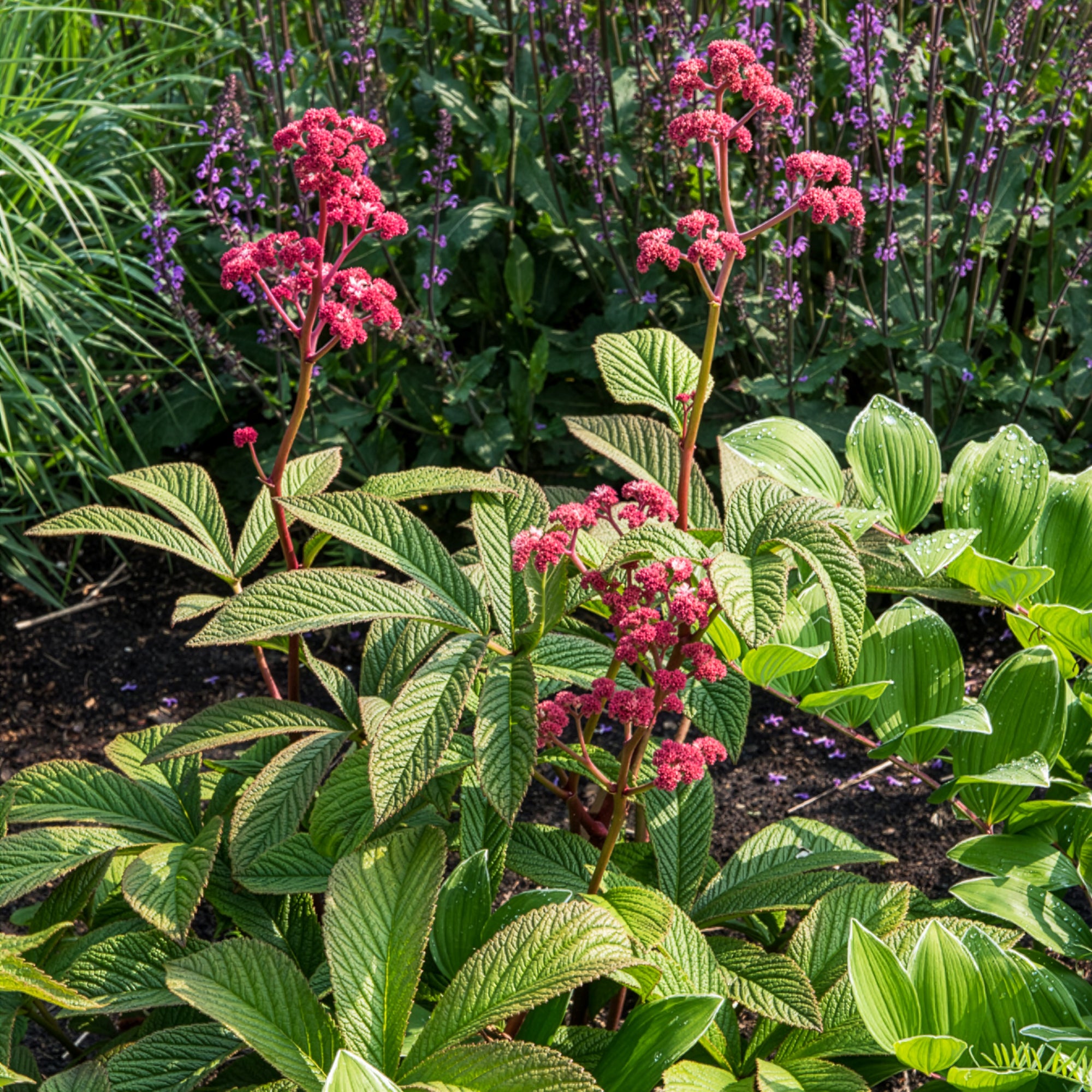 Bakker Plantes vivaces Rodgersia Chocolate Wings fleur pot Ø 9cm