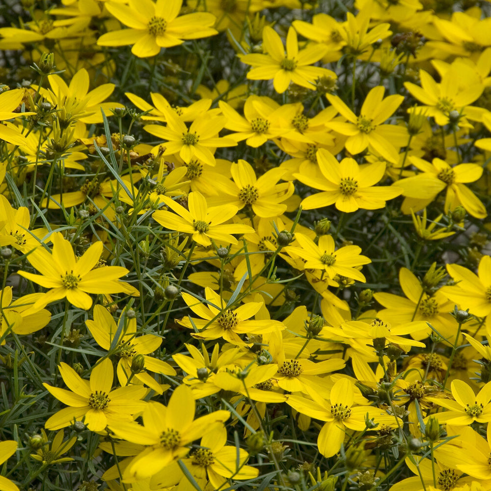 Bakker Plantes vivaces Coreopsis Zagreb verticillé pot Ø9cm jaune