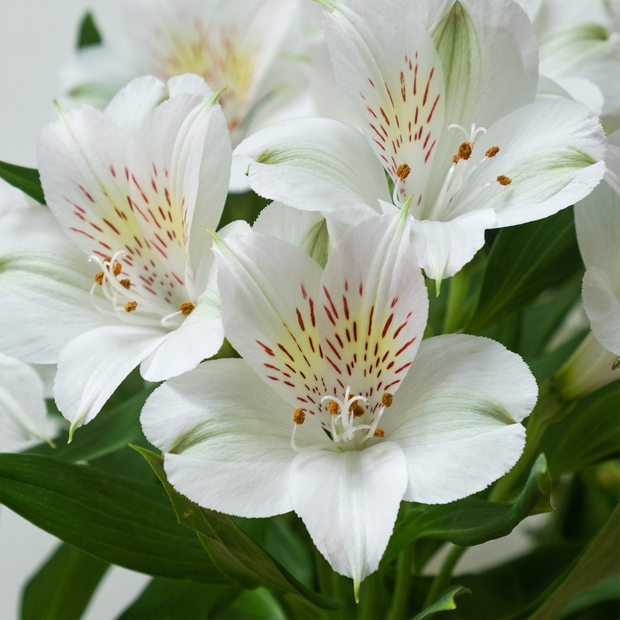 Bakker Plantes vivaces Lys des Incas Majestic Mazé vivace pot 9cm blanc