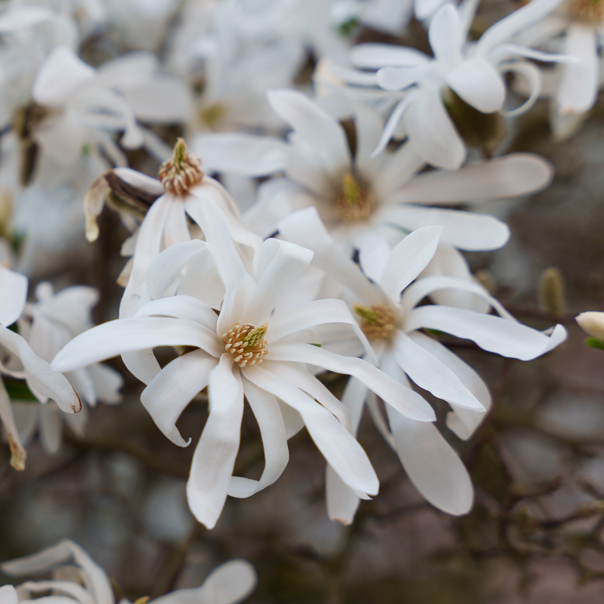 Bakker Magnolia Royal Star arbuste pot 2L 30-40cm blanc