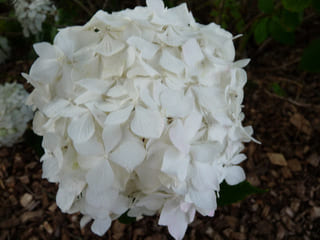 Les Hortensias du Haut Bois Thomas Hogg hortensia boule blanche