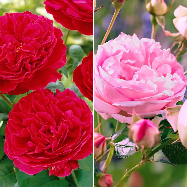 Bakker Leonardo Da Vinci rosier floribunda lot de 2 rouge rose