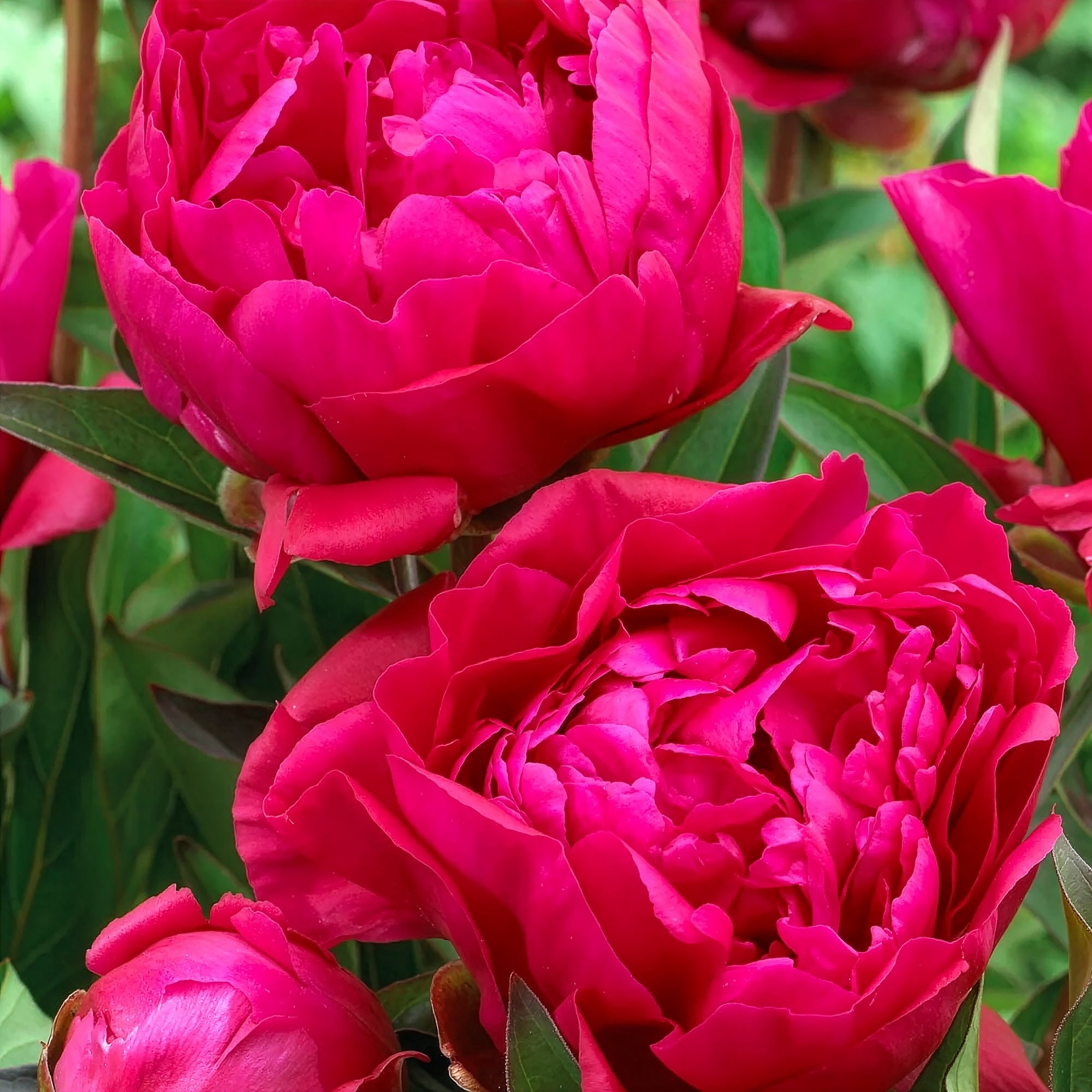 Bakker Duo pivoines rouges roses 2 racines nues vivaces