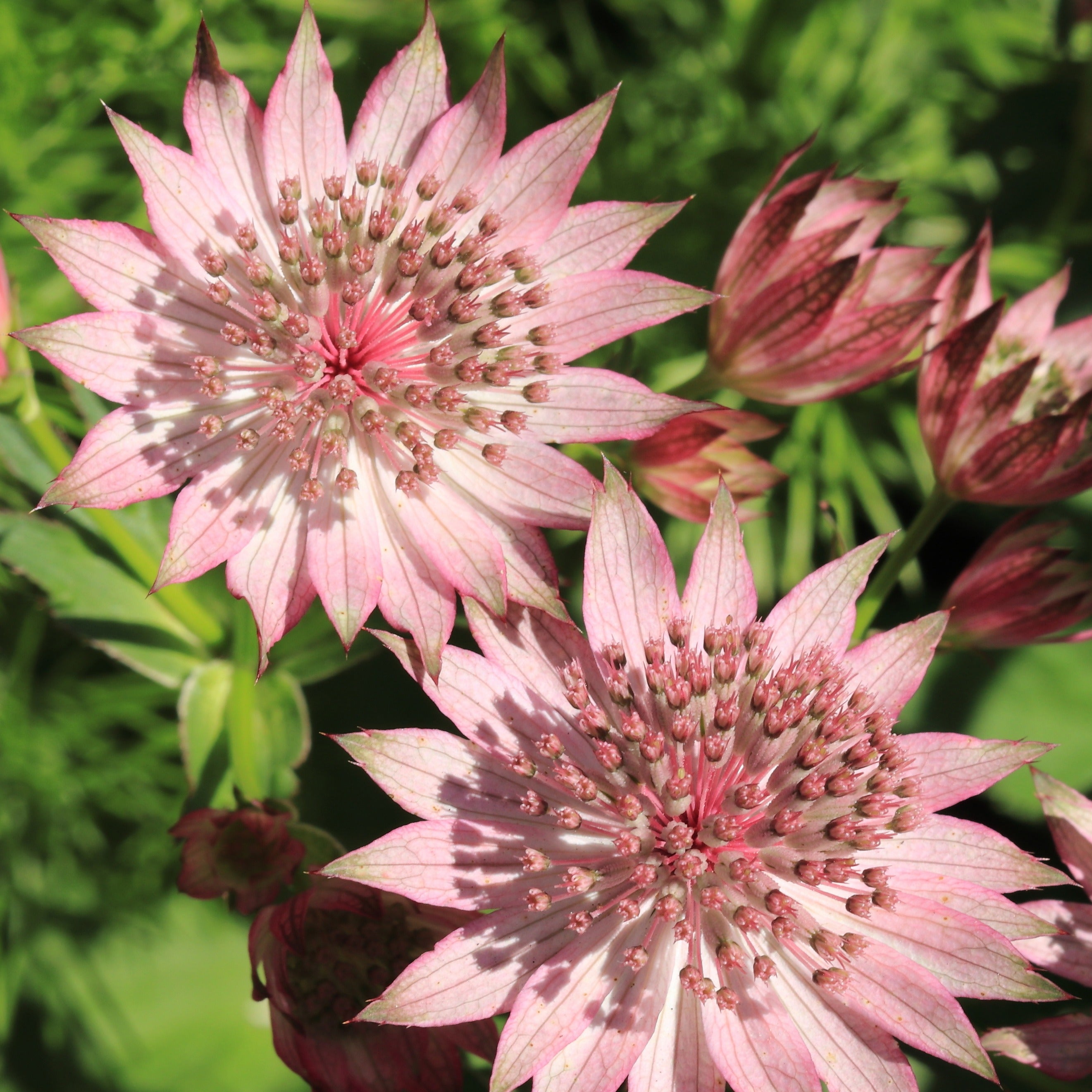 Bakker Rosea astrance major vivace 3 racines nues rose