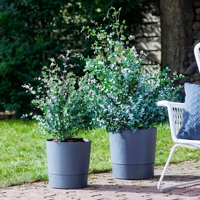 Bakker Eucalyptus gunnii arbre persistant pot 1.5L 70-90cm rustique