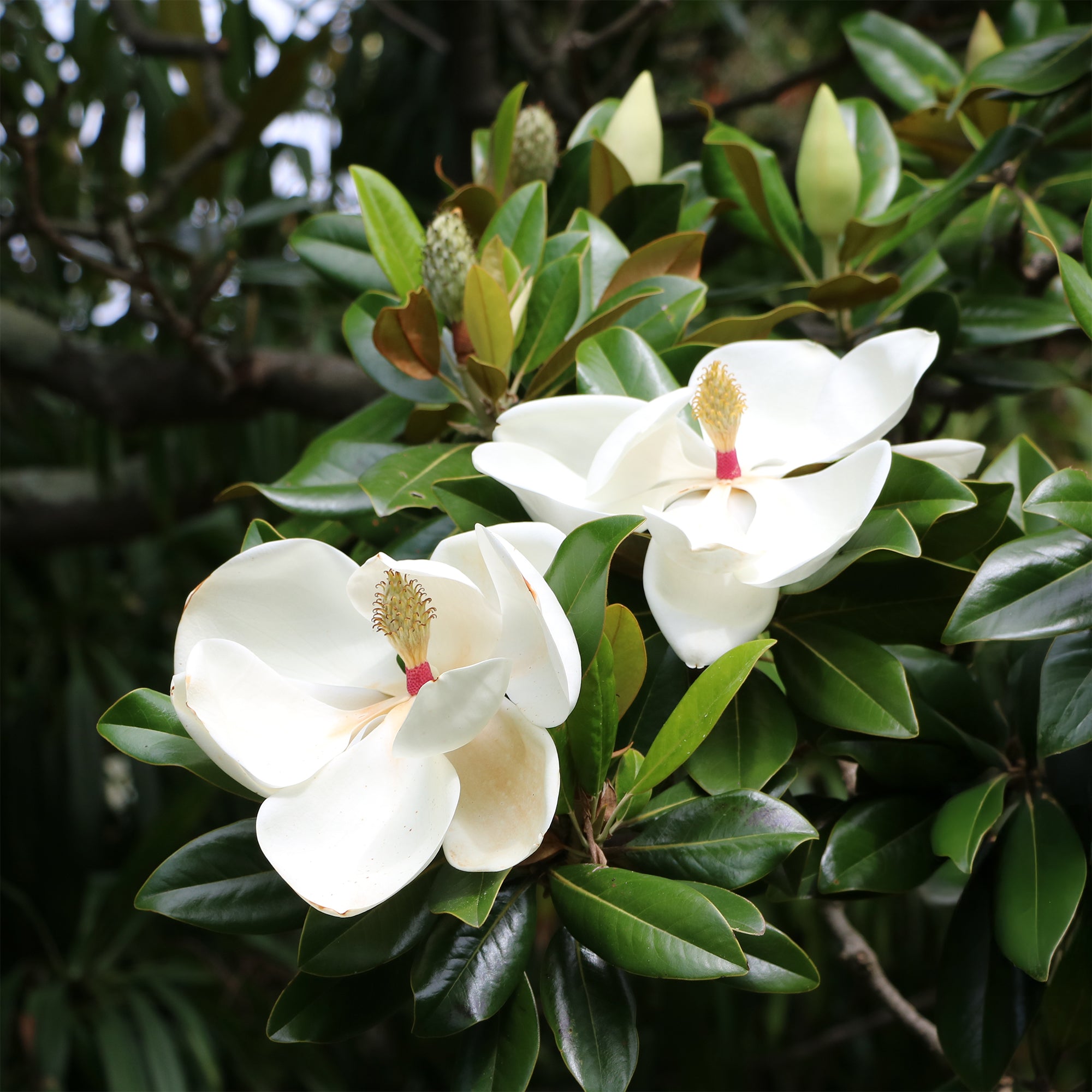 Bakker Magnolia grandes fleurs arbre pot Ø9cm persistant