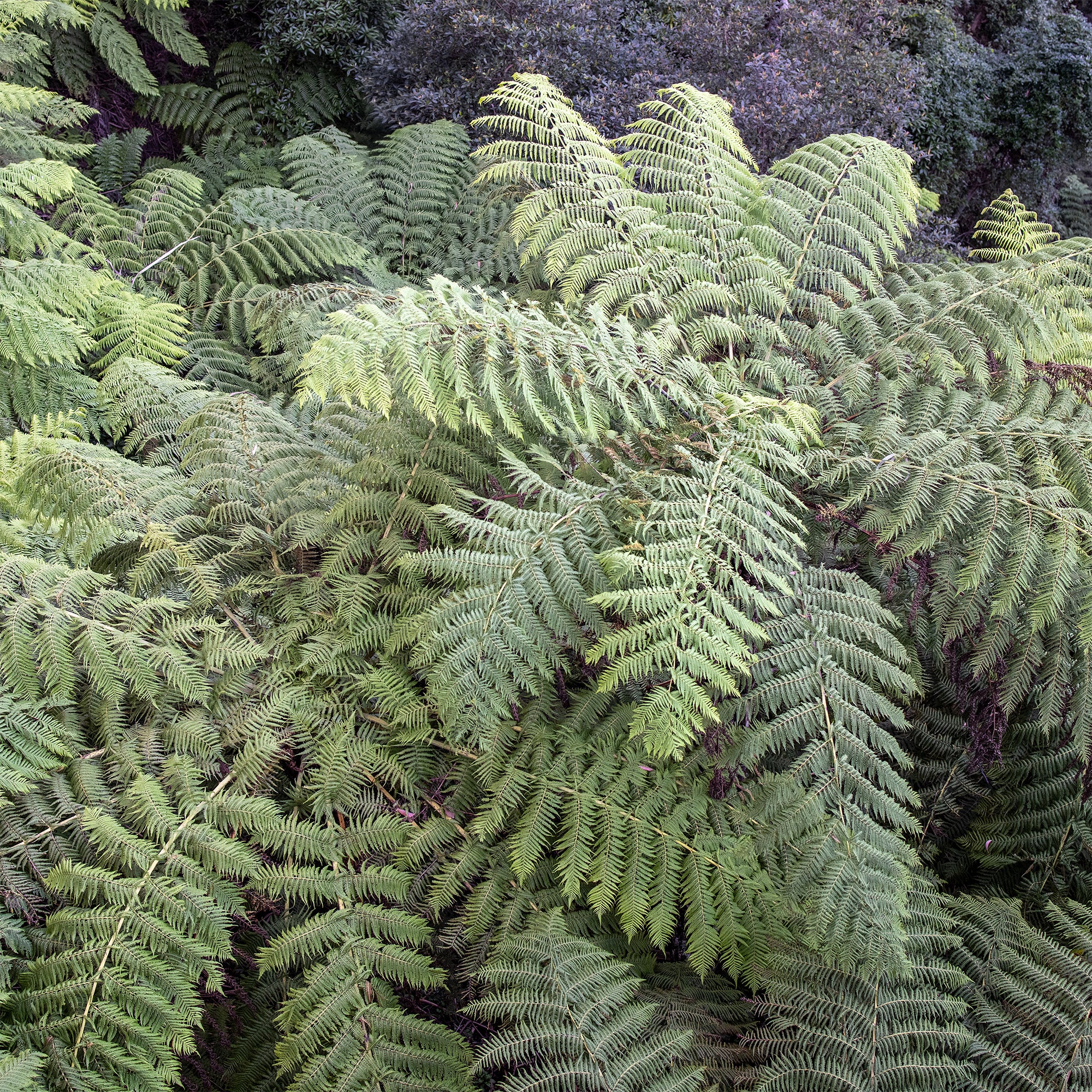 Bakker Fougère arborescente Cyathea pot Ø 9cm mi-ombre