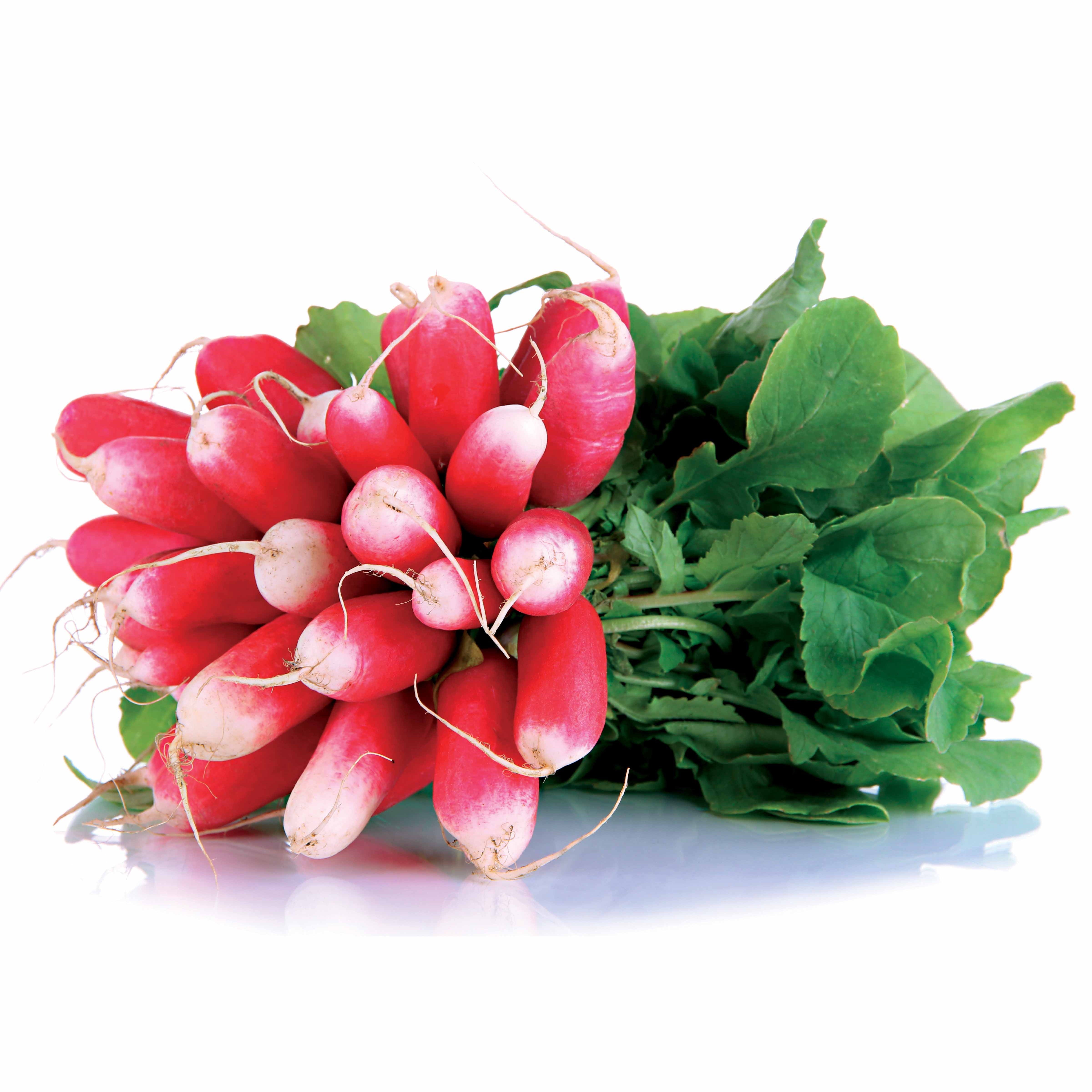 Bakker Radis 18 jours 1/2 long graine ruban ±250 graines croquant