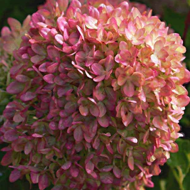 Bakker Hortensia Romantic Ace arbuste pot 8cm blanc crème