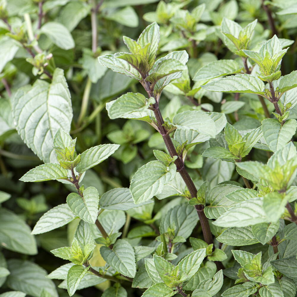 Bakker Menthe chocolat plante aromatique pot 9cm parfum cacao