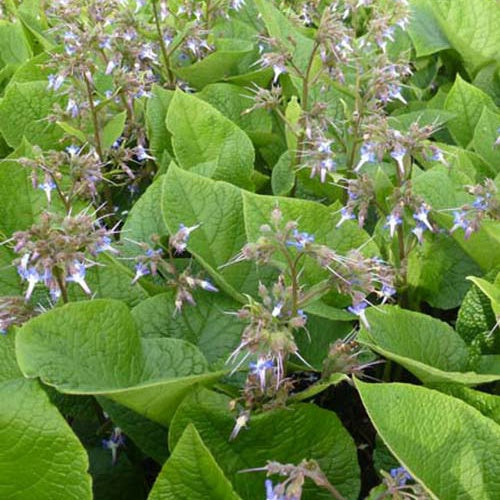 Bakker Trachystemon orientalis plante vivace pot 9cm bleue