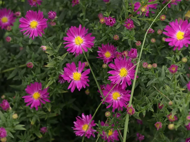 Passion Vivaces Aster novi-belgii Carmen plante vivace rose godet
