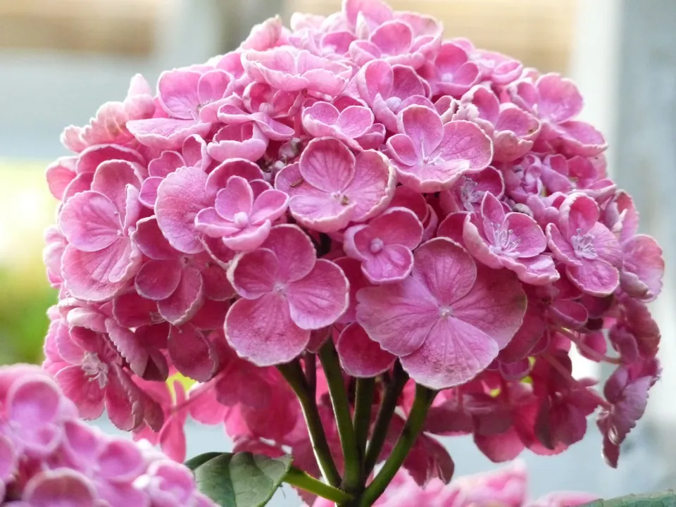 Les Hortensias du Haut Bois Hop Corn hortensia macrophylla rondes