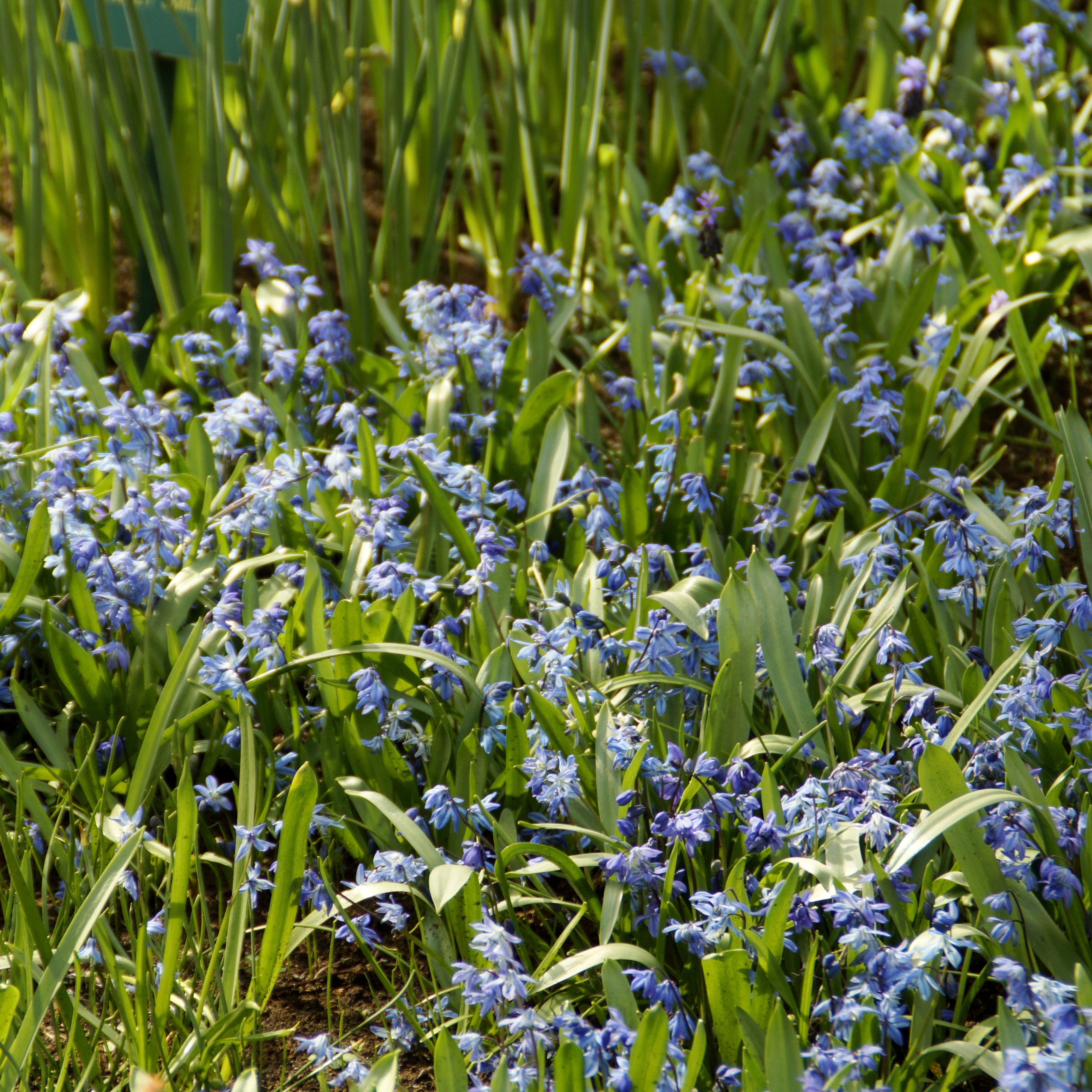 Bakker Scille de Sibérie bulbe à fleurs sachet 20 bleue