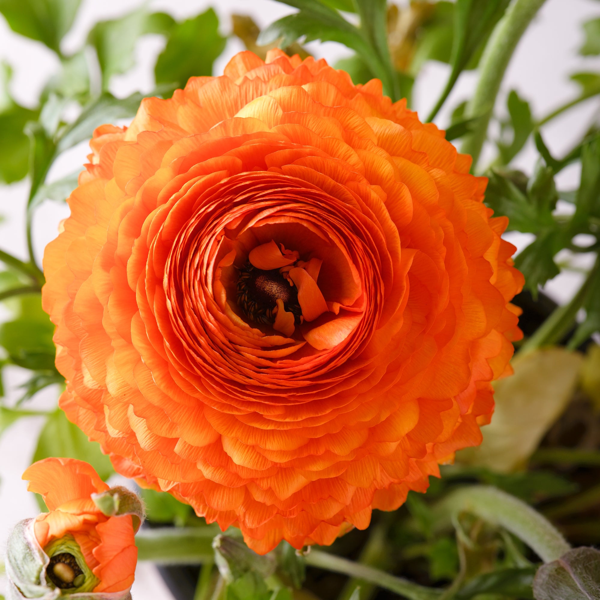 Bakker Bulbes à fleurs 10 Renoncules Orange Flame sachet 10 bulbes orange