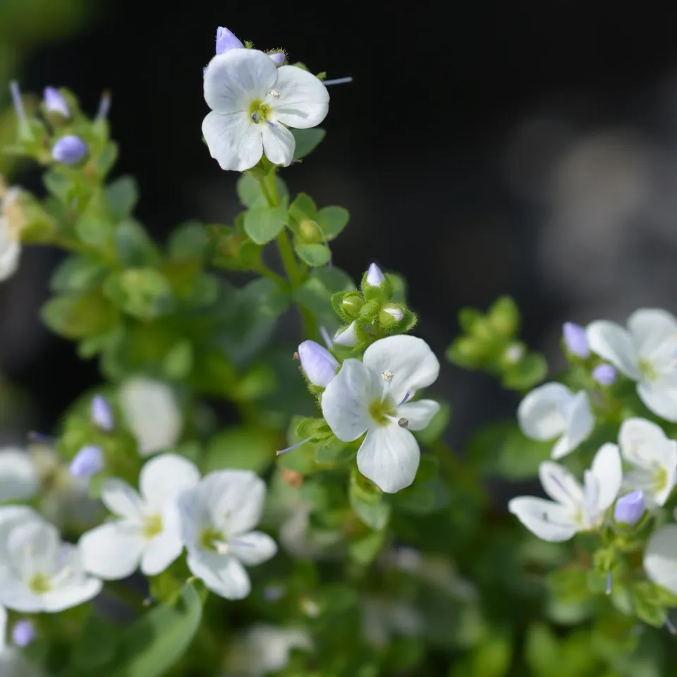 Bakker Plantes vivaces véronique rampante pot Ø9cm couvre-sol