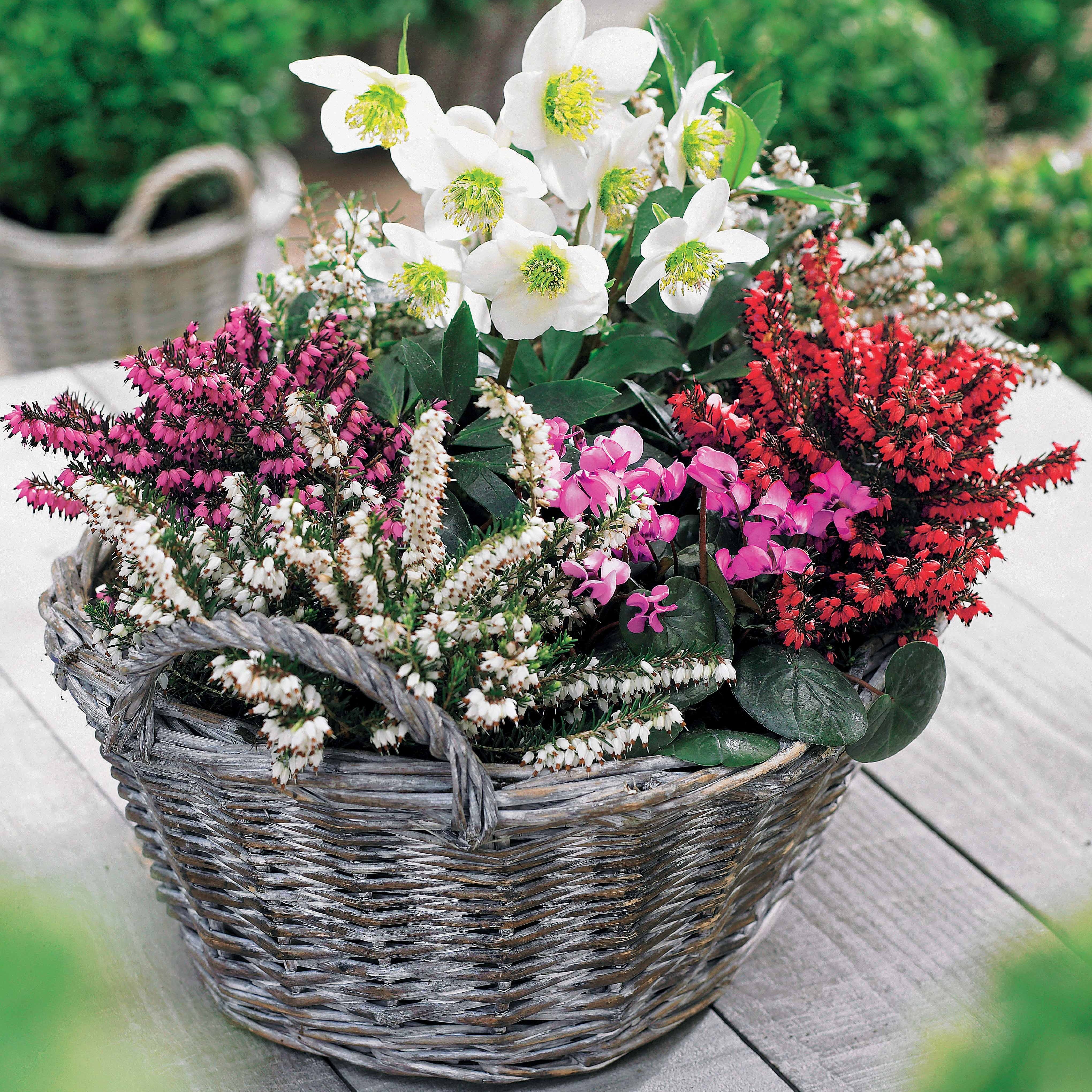 Bakker Bruyères hiver Hellébore 4 pots Ø9cm rouge blanc