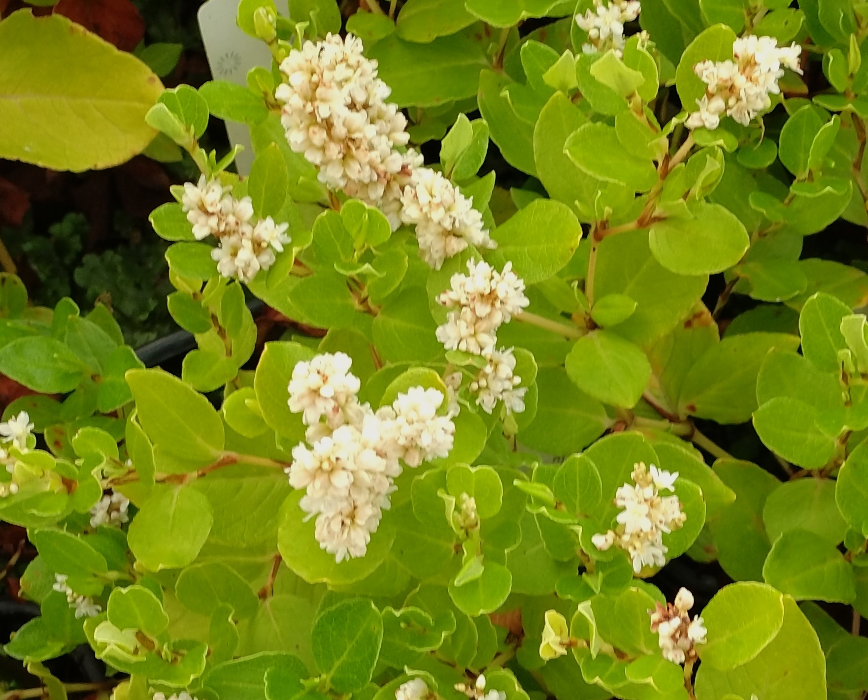 Passion Vivaces Persicaria Kahil plante vivace couvre-sol blanc crème