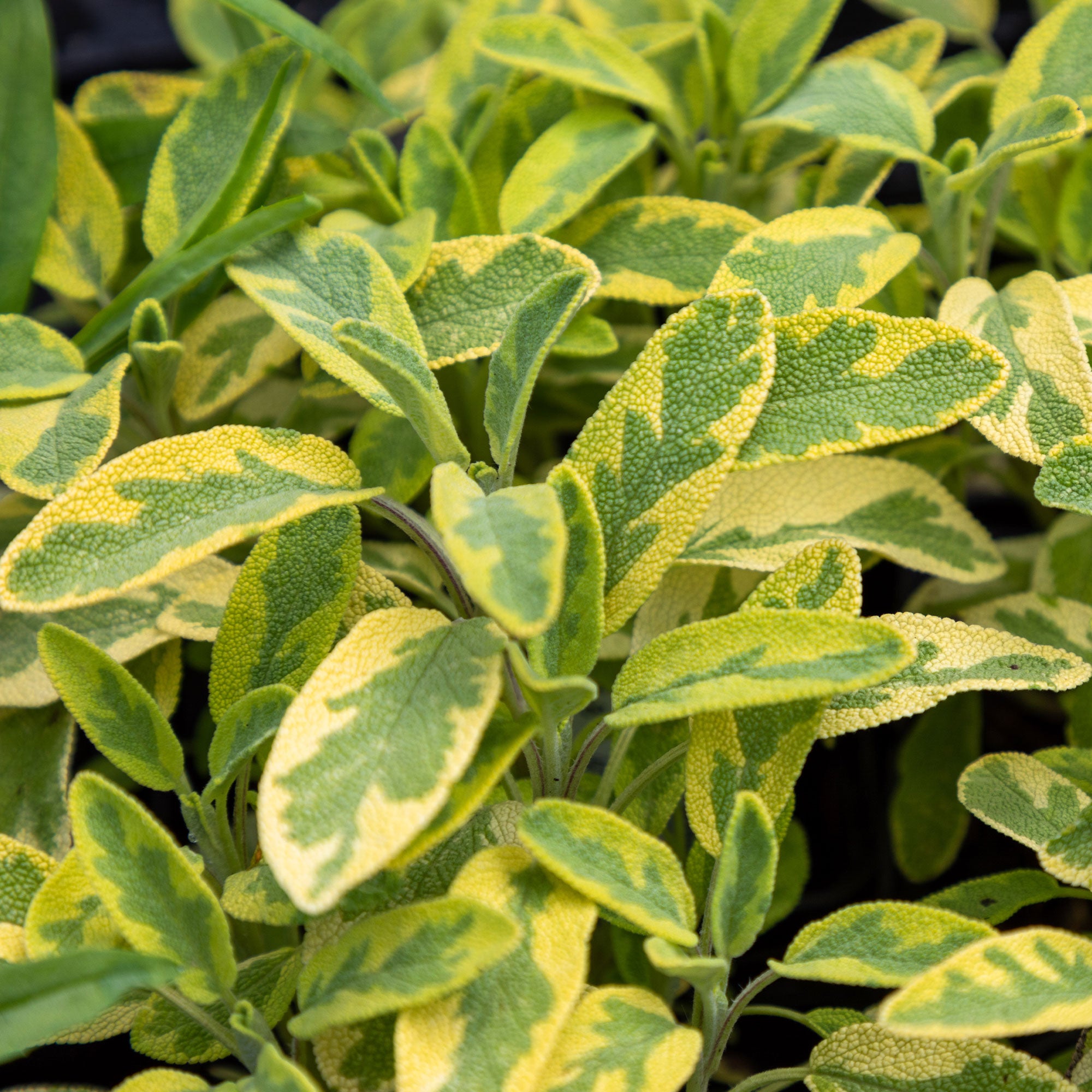 Bakker Sauge officinale Aurea aromatique pot 9cm doré
