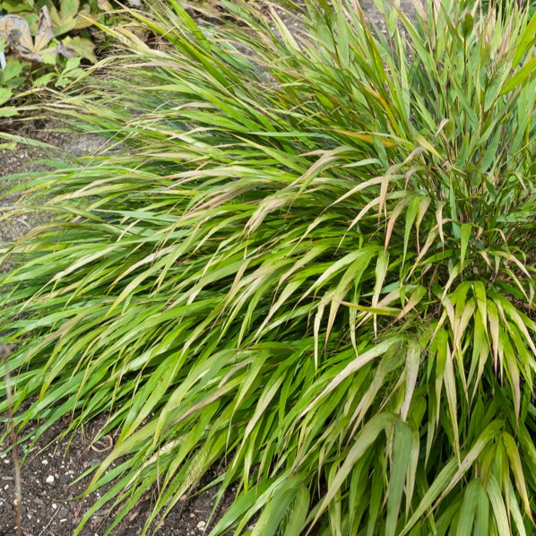 Bakker Herbe du Japon Nicolas graminée pot Ø9cm ombre