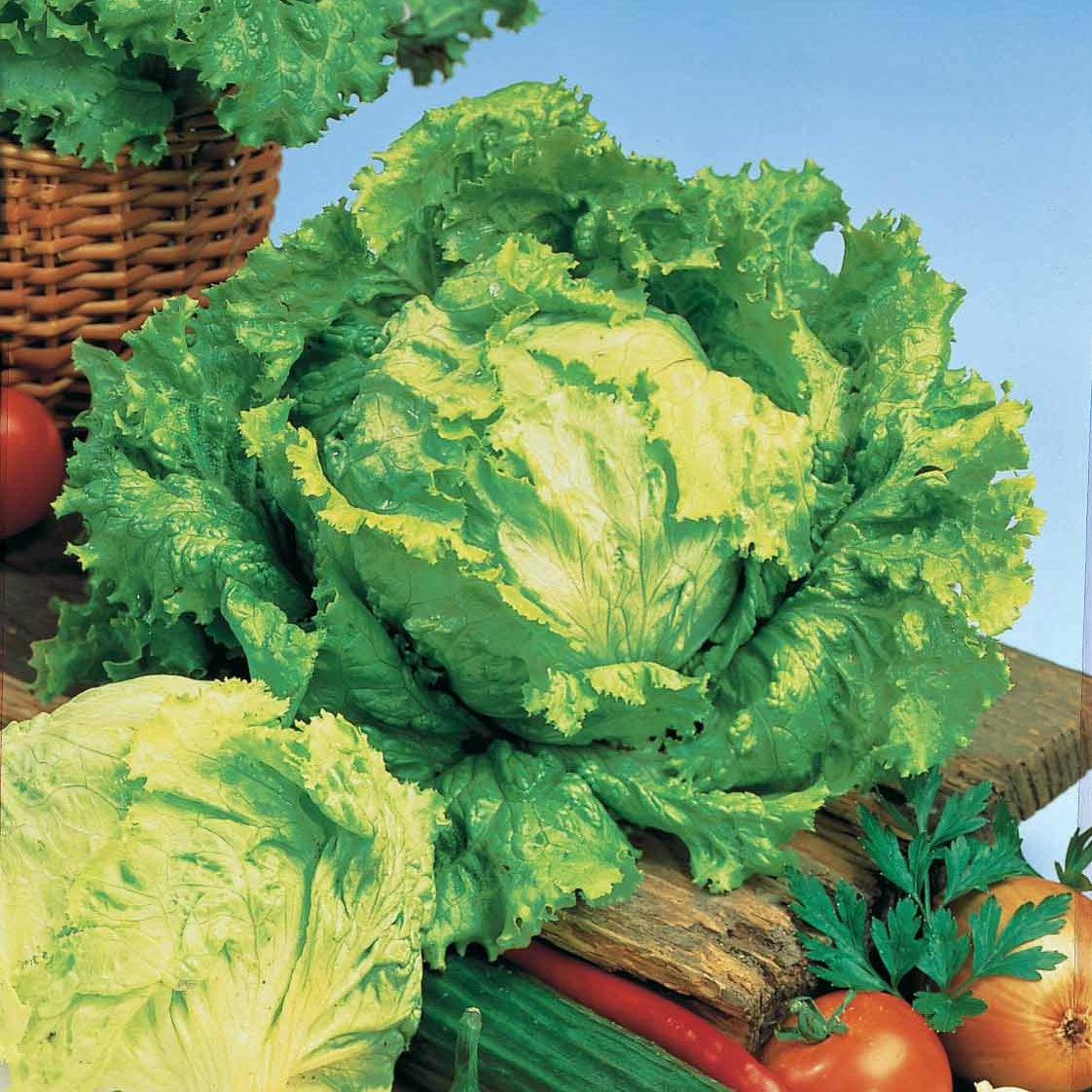 Bakker Laitue Batavia Dorée de printemps 20 g précoce