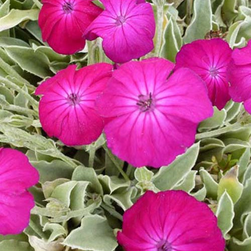 Bakker Coquelourde Atrosanguinea vivace godet 9cm fuchsia