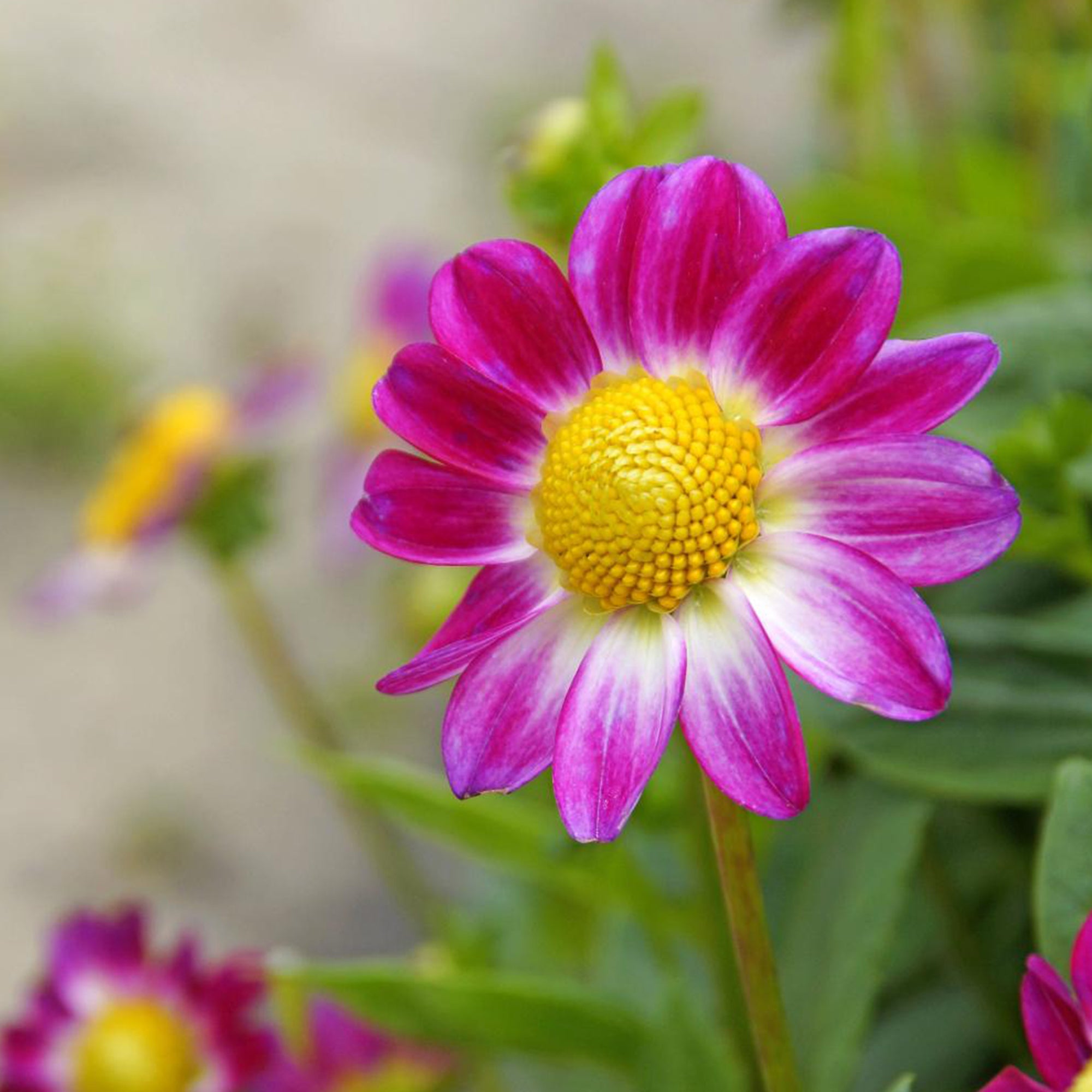 Bakker Bulbes fleurs d'été mélange sachet 30 bulbes