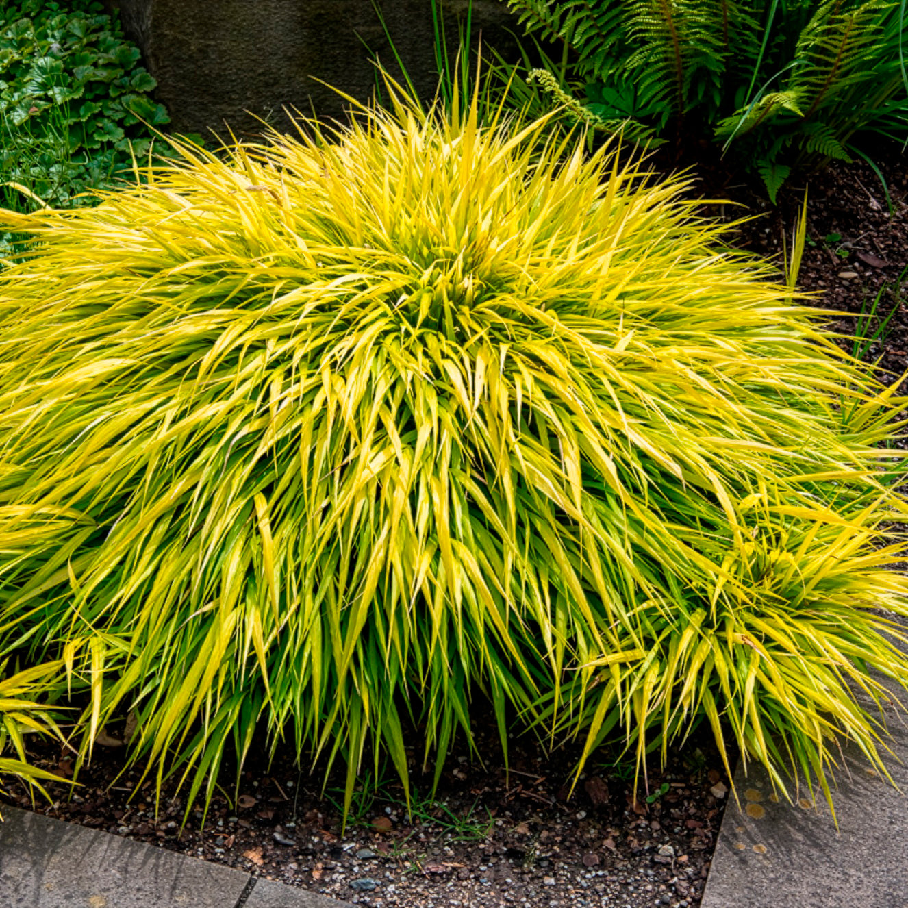 Bakker Herbe du Japon All Gold graminée pot 9cm ombre