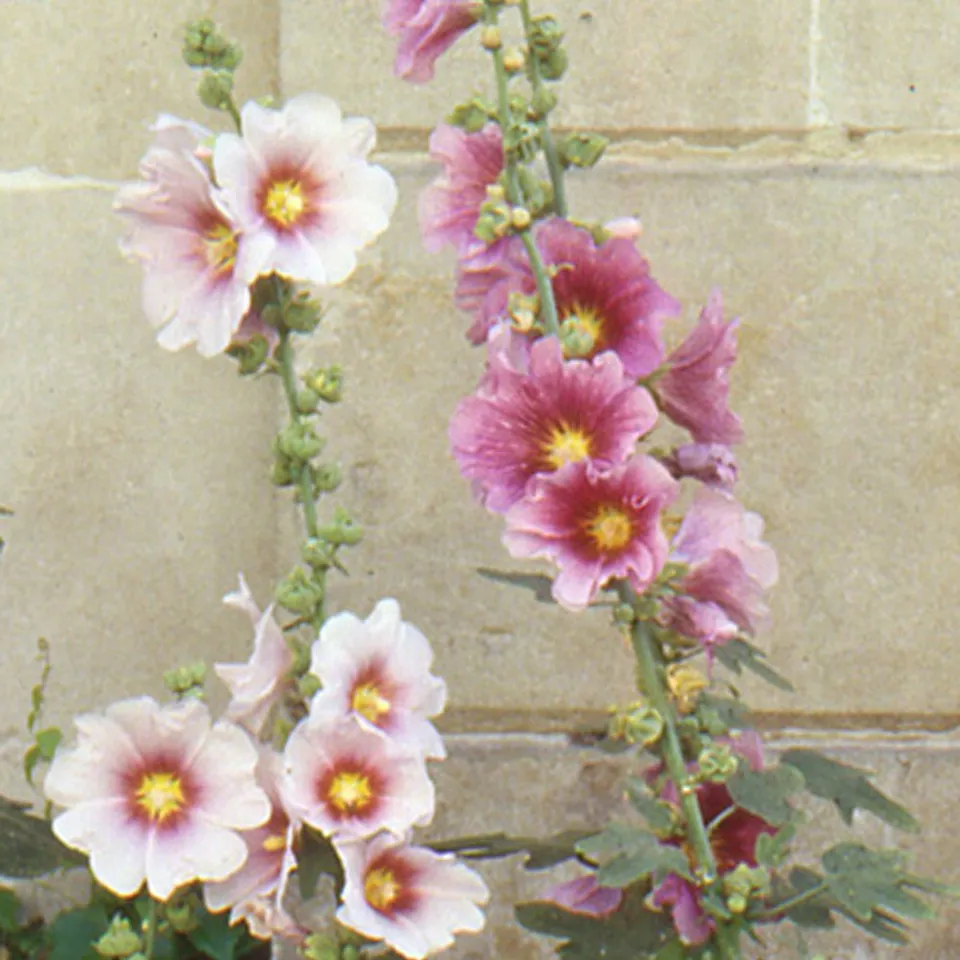 Bakker Rose trémière figuier vivace rose pot 8cm 2m