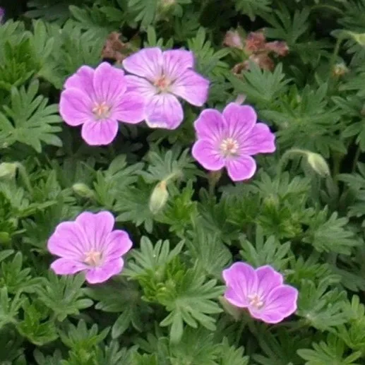 Passion Vivaces Geranium sanguineum Canon Miles géranium rose