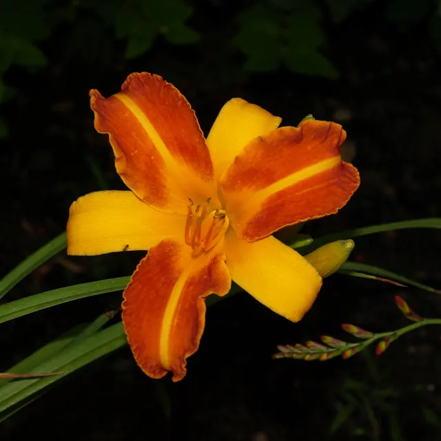 Passion Vivaces Hemerocallis Frances Hals plante vivace pot 1L bicolore