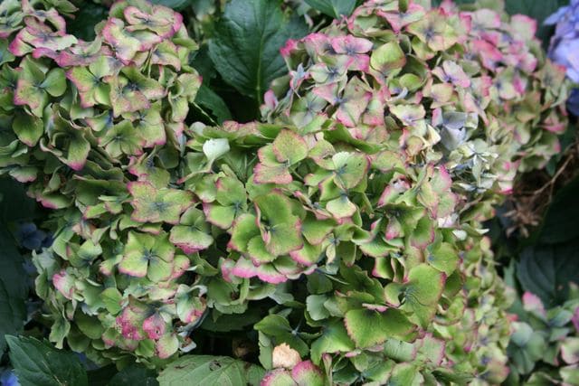 Les Hortensias du Haut Bois Hugg's Love hortensia fleurs rondes godet