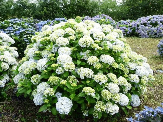 Les Hortensias du Haut Bois Otaksa hortensia fleurs rondes