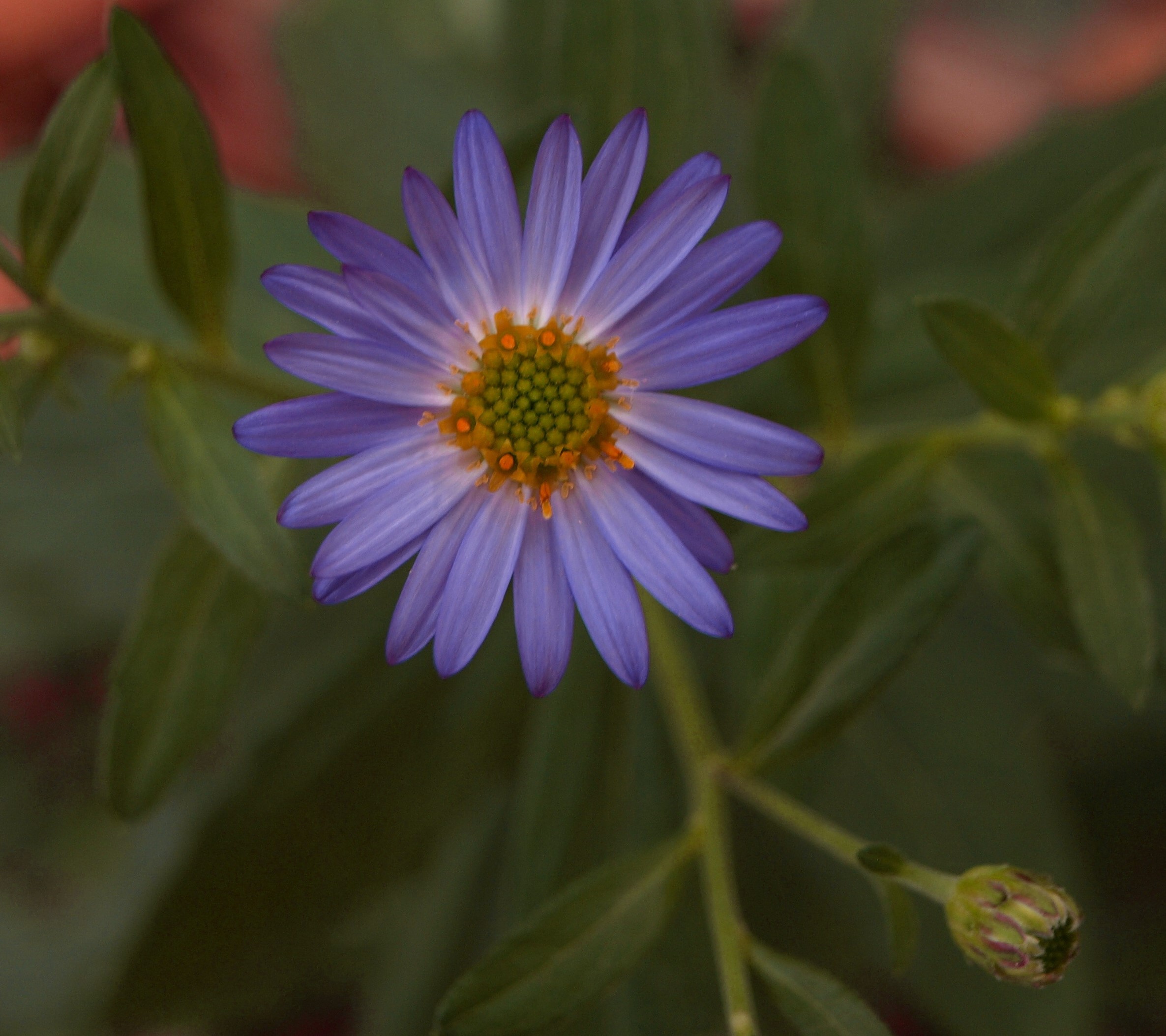 Passion Vivaces Aster ageratoides Yubae aster bleu godet