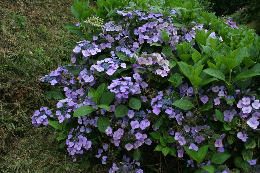 Les Hortensias du Haut Bois Atmosphère hortensia fleurs plates rose