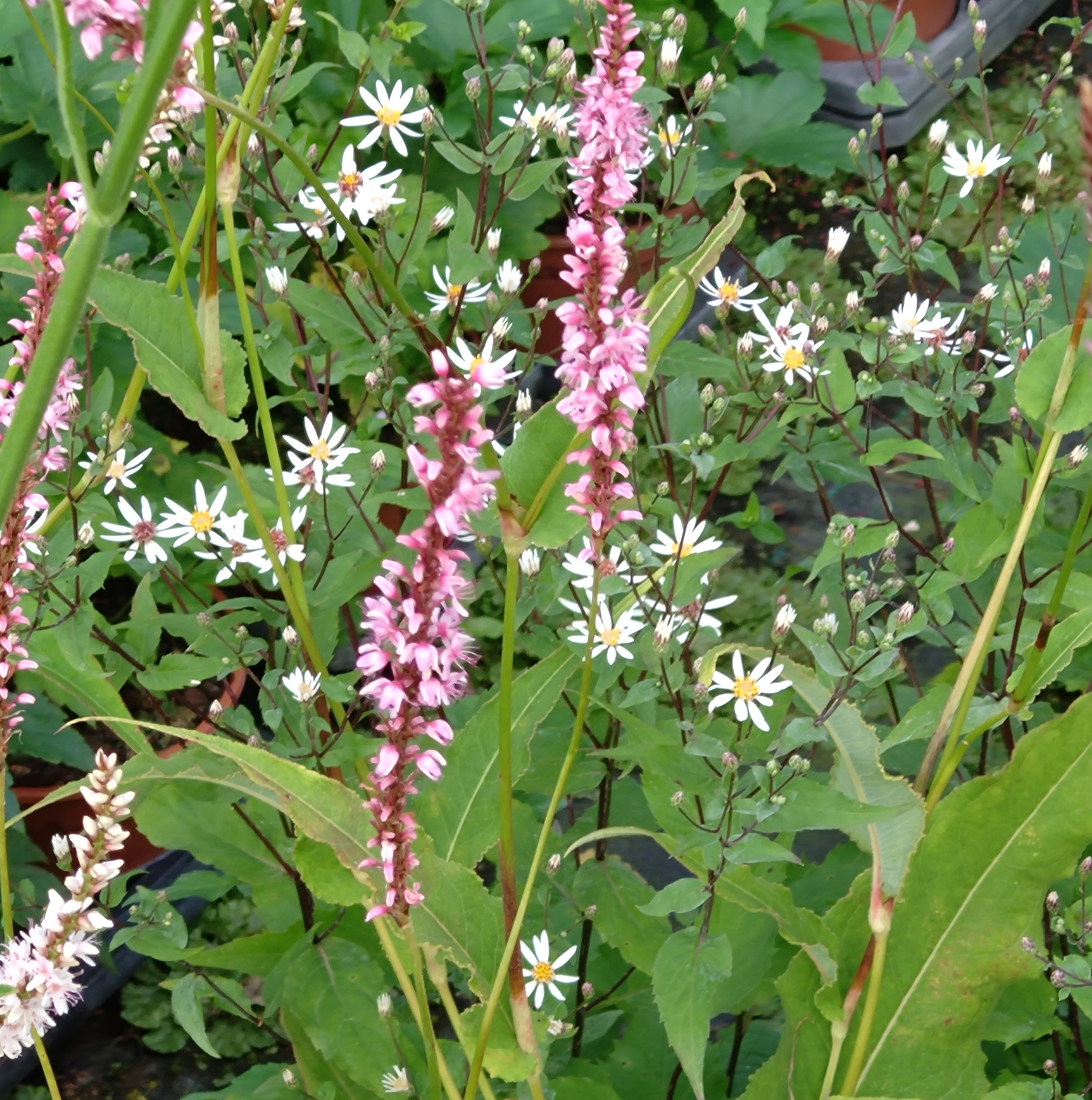 Passion Vivaces Persicaria Rowden Gem plante vivace rose mauve