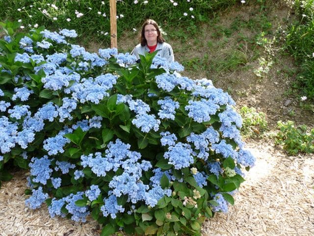 Les Hortensias du Haut Bois You and Me Forever hortensia plat