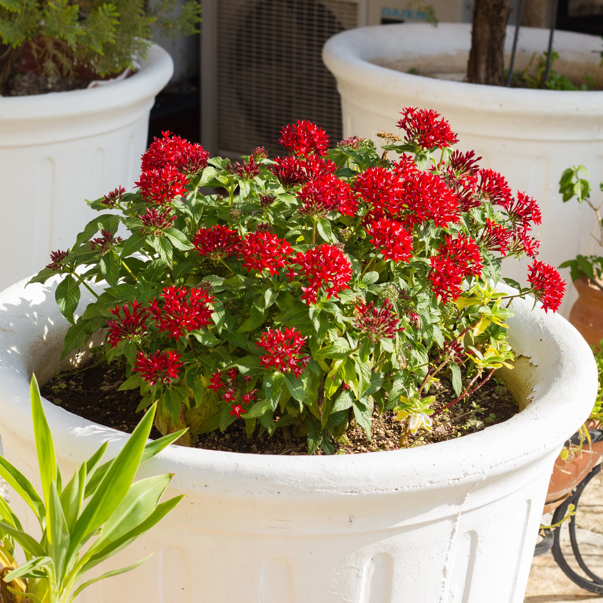 Bakker Pentas rouge étoile égyptienne fleur pot 10,5cm