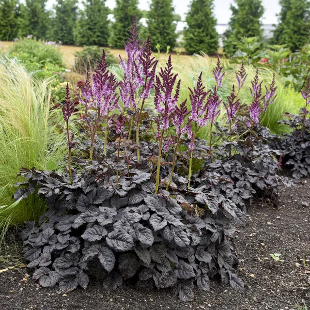 Bakker Astilbe Darkside Of The Moon vivace pot 9cm violet