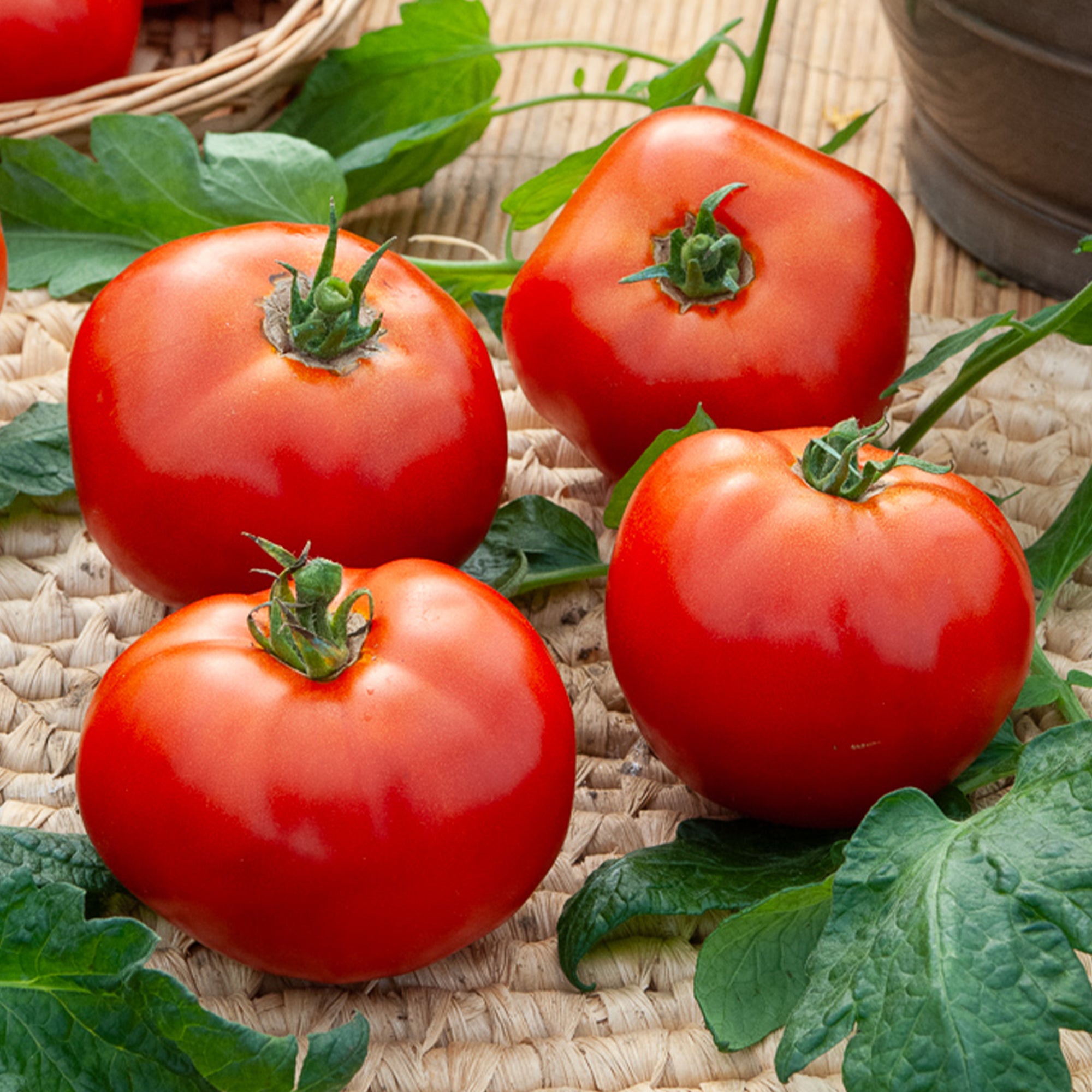 Bakker Tomate Merveille des marchés graines sachet 1 g