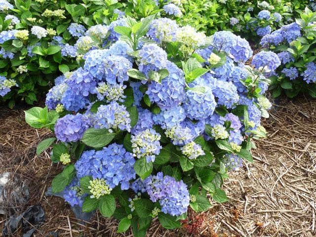 Les Hortensias du Haut Bois Horben hortensia boule bleu