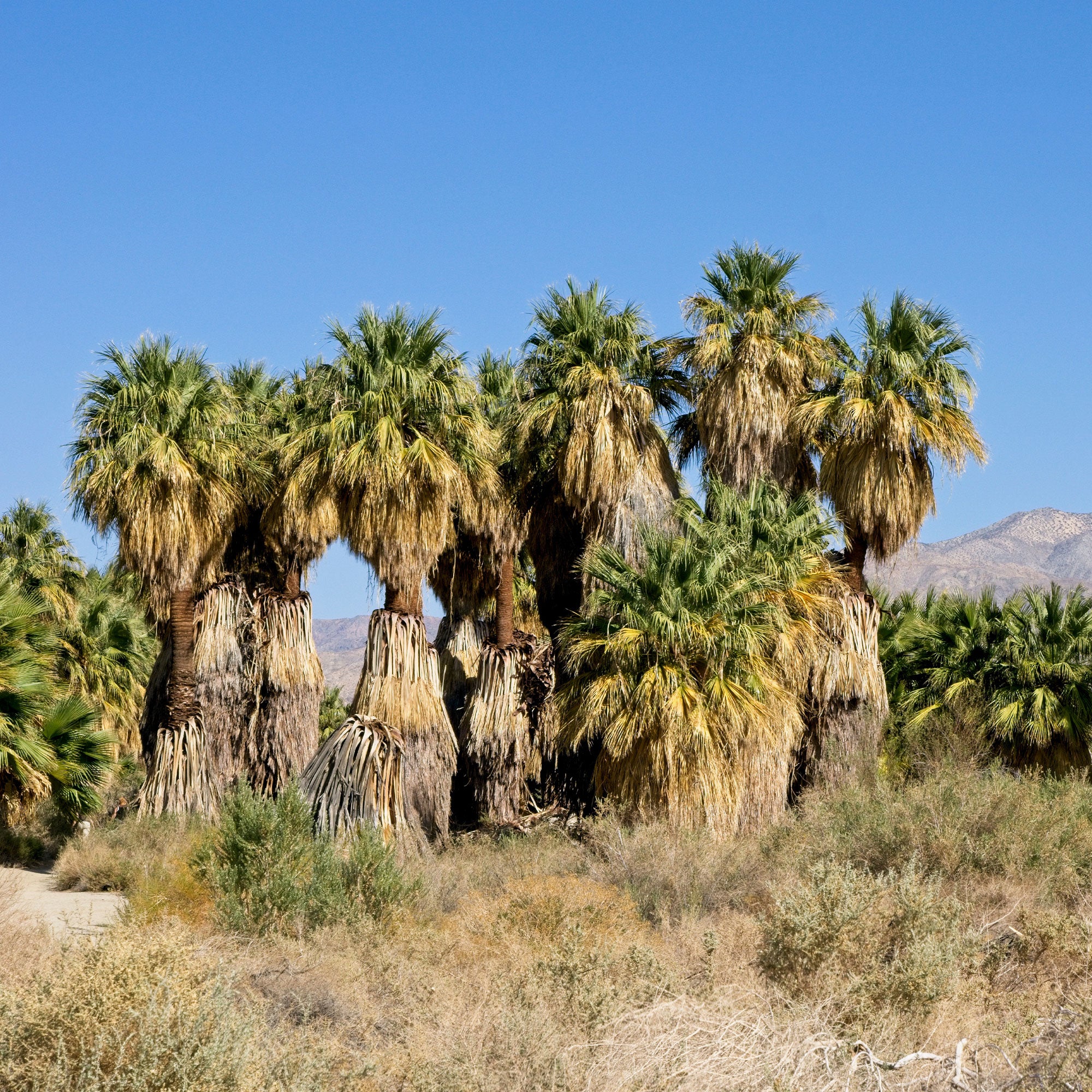 Bakker Palmier à jupon Washingtonia pot Ø 10cm soleil