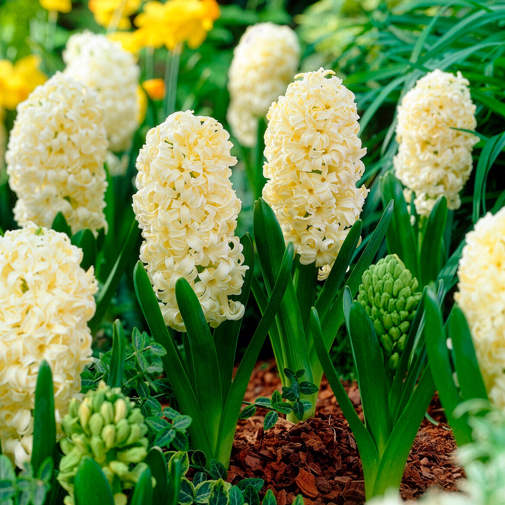 Bakker City of Haarlem jacinthe jaune sachet 6 bulbes