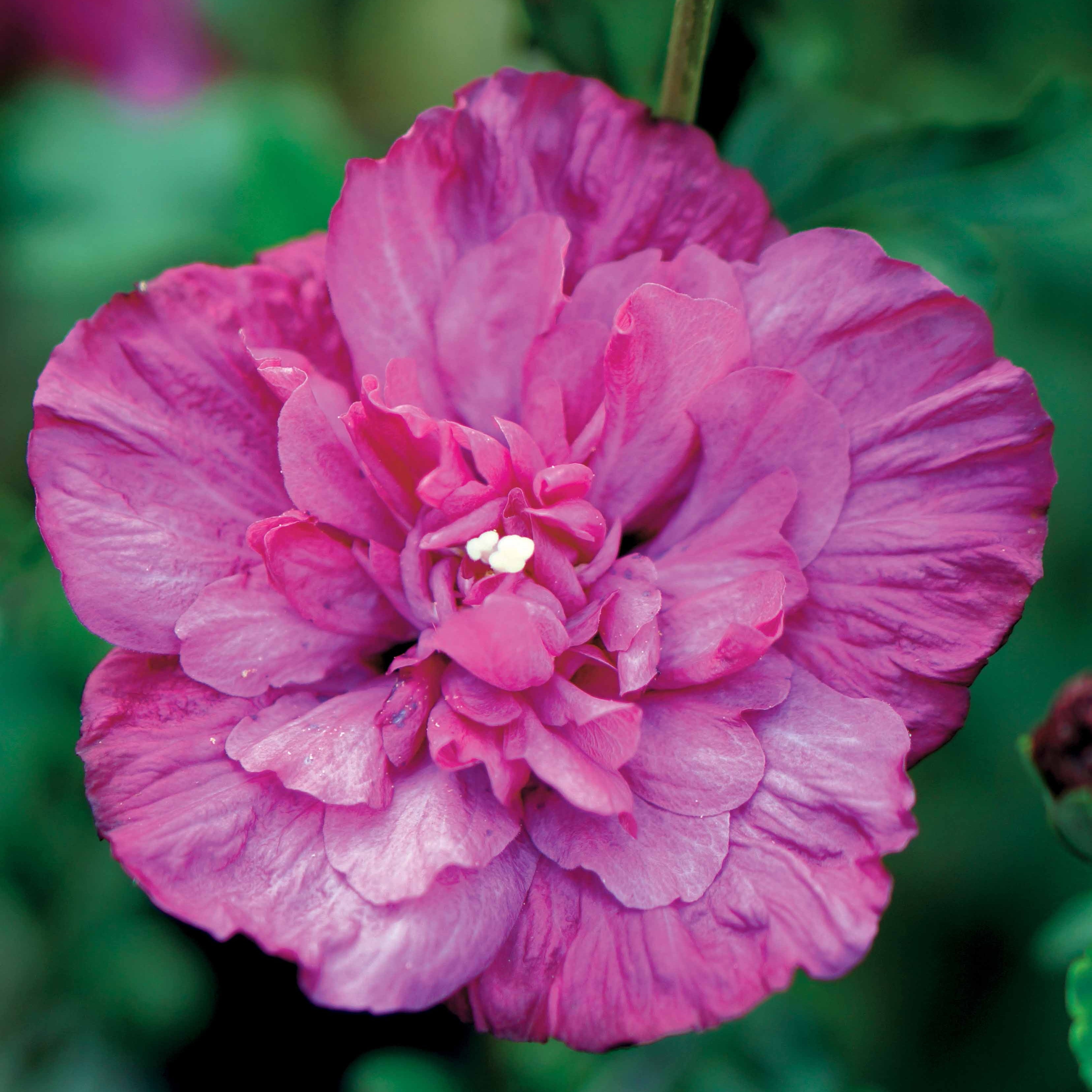 Bakker Magenta Chiffon hibiscus pot 2L fuchsia