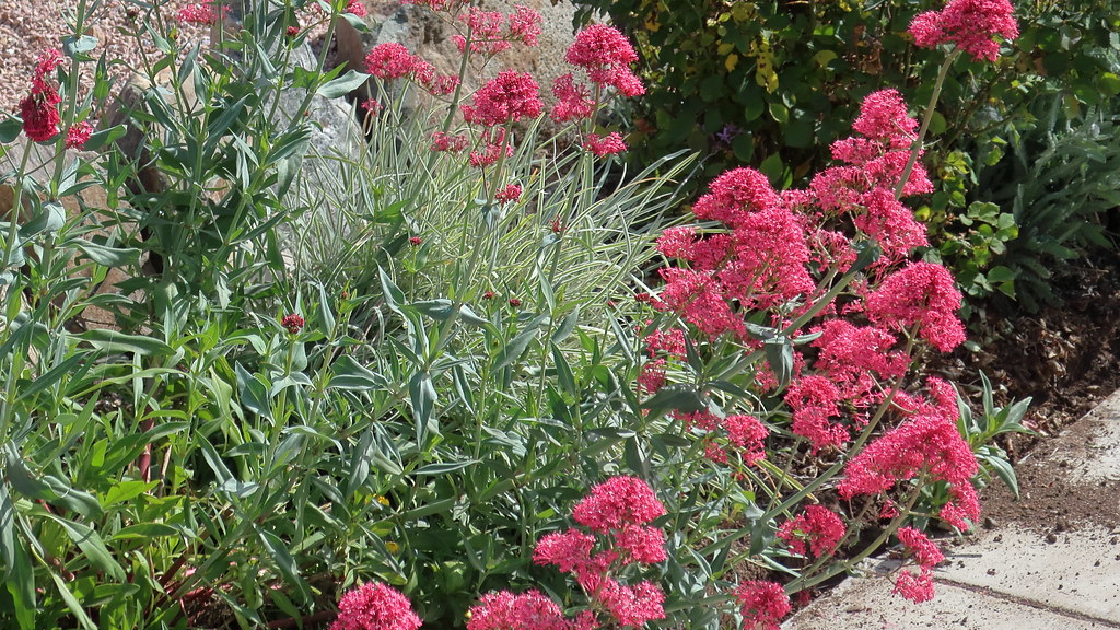 Passion Vivaces Centranthus ruber Coccineus plante vivace godet